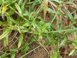 Image result for Wahlenbergia undulata