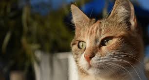 Bounce animal rescue is a nonprofit organization focused on rescuing and transitioning displaced domestic animals into their ideal homes. All Cats In Belgium Stray Or Pet Must Now Be Spayed And Neutered