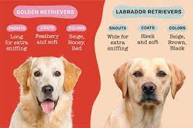 Golden Retriever Vs Labrador Retriever Which Dog Breed Is Right For You Daily Paws