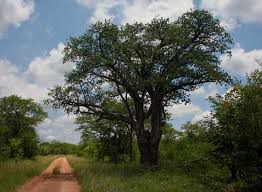 Image result for Sterculia africana