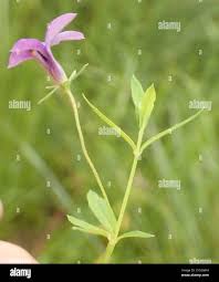 Image result for Monopsis stellarioides