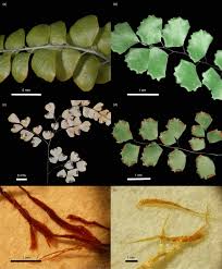 Image result for Adiantum soboliferum