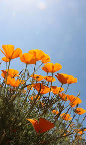 Song of songs 2:12 flowers appear on the earth; Poppies Bloom Poppy Wallpaper Orange Wallpaper Poppy Photography