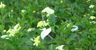 Image result for Mussaenda