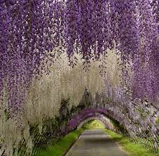 The Real Secret Garden Most Beautiful Gardens Wisteria Garden Wisteria Tunnel Japan
