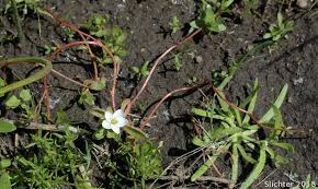 Image result for Montia