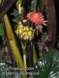 Image result for Laggera elatior