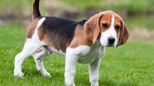 The english foxhound is a substantial galloping hound of great stamina. American Foxhound Price Temperament Life Span