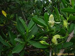 Image result for Barleria rhynchocarpa