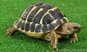 تفسير رؤية السلحفاة في المنام أو الحلم الخوف من السلحفاة السلاحف الكثيرة السلحفاة السلحفاة الصغيرة tortoise turtle cool stuff