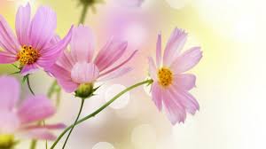 I prefer the white and yellow ones but i think these pink ones were beautiful too, in their own way. Free Download Pink Daisy Flower Wallpaper Pink Daisies Flowers 1366x768 For Your Desktop Mobile Tablet Explore 68 Pink Daisy Wallpaper Gerber Daisy Wallpaper Gerber Daisy Wallpaper For Computers Free