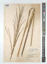 Image result for Digitaria diagonalis
