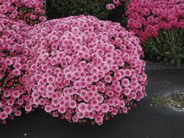 Daisy Poisonous Plants Toxic Plants For Cats Cat Safe Plants