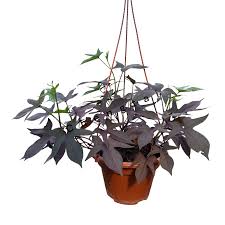 Image result for Ipomoea batatas pots