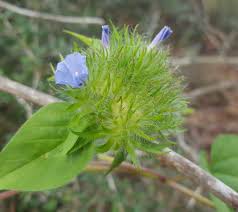 Image result for Jacquemontia