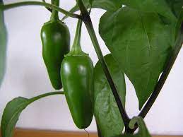 Maybe you would like to learn more about one of these? Jalapeno Wikipedia