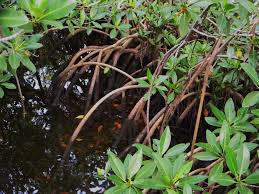 Image result for Rhizophora racemosa