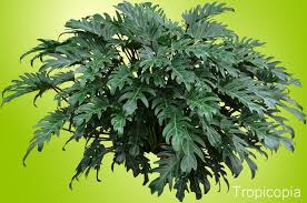 Philodendron Xanadu Houseplant Care Tips Houseplant411 Com Houseplant 411 How To Identify And Care For Hou Philodendron Plant Pictures House Plant Care