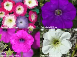 Image result for Petunia axillaris