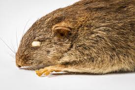 Image result for Macrothelypteris rammelooi