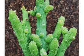 Image result for Monadenium