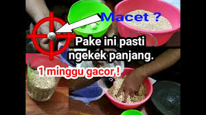 Pakan Lovebird Konslet Racikan Pakan Lovebird Rahasia Agar Ngekek Panjang Dan Sehat Youtube
