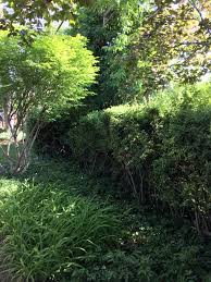 We not only remove and trim trees, we fully clean. How To Create A Green Privacy Screen Western Garden Centers