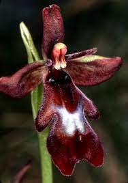 Morganslists 20 Orchids That Look Like Something Else Beautiful Photos Orchids Next Flowers Rare Orchids