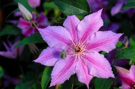Image result for Clematis dolichopoda