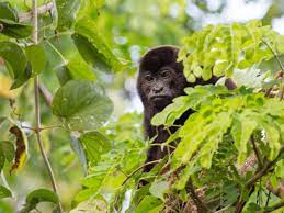This is followed by a rash that forms blisters and crusts over. Two Cases Of Monkeypox Identified In North Wales The Independent