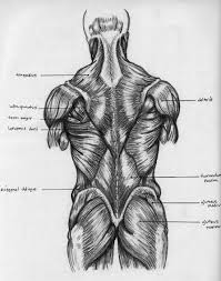 Leg muscle drawing at getdrawingscom free for personal use leg. Back Muscles Chart By Badfish81 On Deviantart