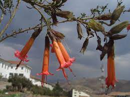 Peru has a rich cultural history that stretches back thousands of years and with that comes traditions that have been passed down from generation to generation. Cantua Buxifolia Wikipedia