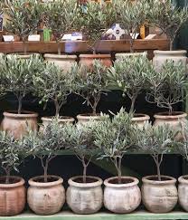 Olive Trees For Sale Olive Trees For Sale Olive Tree Plants