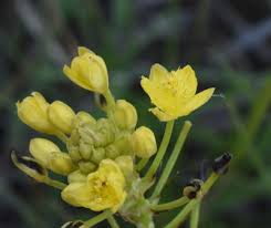 Image result for Bulbine capitata