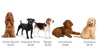 The best pet insurance for dogs will offer the cover you need at an affordable price. The Five Cheapest And Most Expensive Dog Breeds To Insure Bought By Many