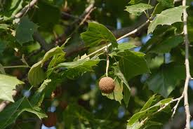 Sycamore trees are not high on the edible list, unless you're in need. Platanus Occidentalis American Plane Tree American Sycamore Buttonwood Eastern Sycamore Sycamore North Carolina Extension Gardener Plant Toolbox