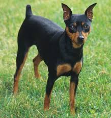 Image result for miniature pinscher