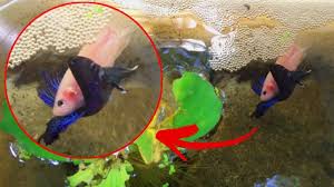Breeding Betta Fish Finally Revealed Betta Breeding Breeding Betta Fish Fish Breeding