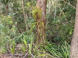 Image result for Pyrrosia