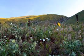 Planting california native plants in your garden is also a sustainable approach in the turf replacement program. Best Wildflower Resources For Southern California Modern Hiker