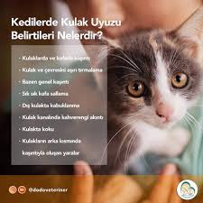 Dostumuz Kulak Uyuzu Tehlikesi Altinda Dodo Veteriner Klinigi Facebook