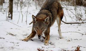 There are few creatures more fearsome and mighty than the wolf, and there's no better place to find a wolf wallpaper than unsplash. Red Wolf Defenders Of Wildlife