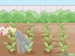 Maybe you would like to learn more about one of these? How To Start A Garden 13 Steps With Pictures Wikihow