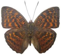 Image result for Hypselodelphys scandens