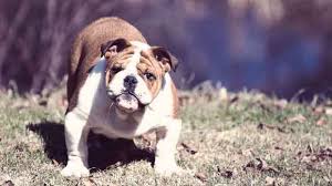 Including bulldogs, boxer dogs, cocker spaniels, basset hounds, maltese and other. What Is Cherry Eye In Bulldogs Petcarerx