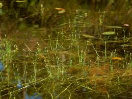 Image result for Isolepis fluitans