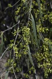 Image result for Ventilago