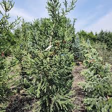 Image result for Rourea orientalis