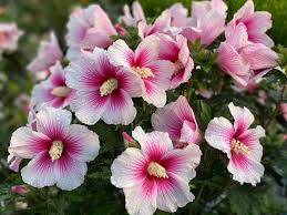 Image result for Hibiscus syriacus ´Pink Chiffon