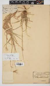 Image result for Bothriochloa radicans